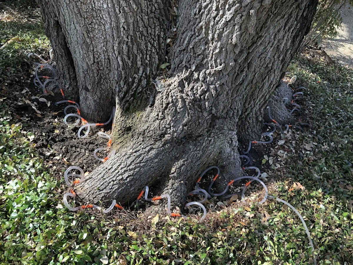Detailed Tree Cabling and Bracing job site in Freeburn