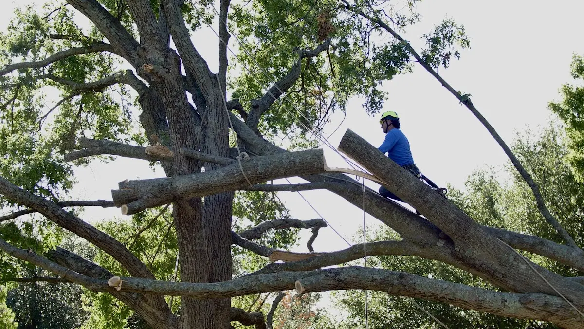 Professional Crown Thinning performed by certified arborists in Freeburn