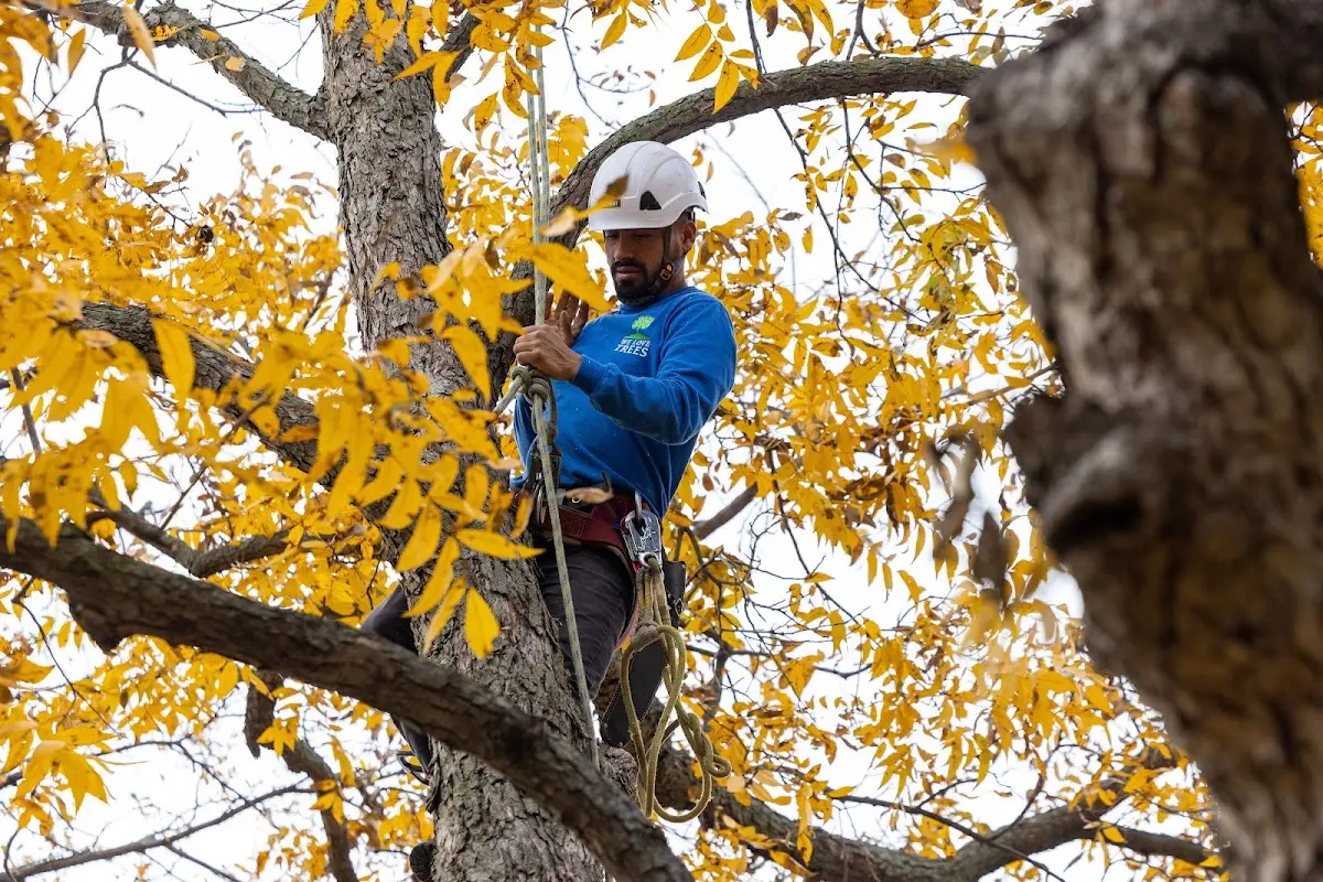 Skilled Storm Damage Cleanup crew working in Freeburn